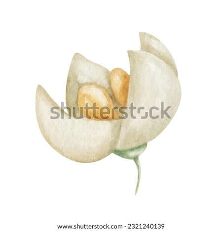 Watercolor illustration. Hand painted white, beige blooming flower with four petals and yellow center. Olive tree flower. Summer, spring nature. Isolated floral clip art for textile prints, banners