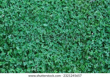 Background or wallpaper shot of green clover ground cover