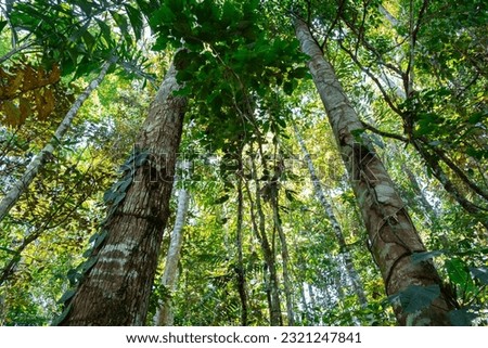 Horizontal photo looking at the sky of a dense primary forest in the jungle of the Ecuadorian Amazon rainforest, Tena, Latin America. Flora, ecosystem, vegetation. Many trees and different species.