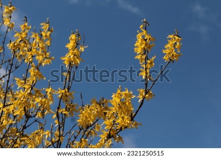 yellow flowers tree bush spring