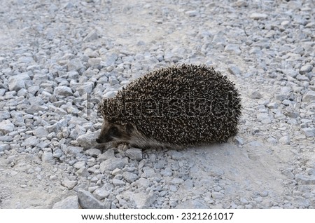 a hedgehog walking on the gravel road isolated, close up  