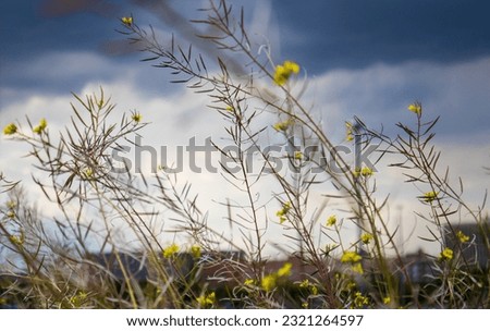 Aspalathus Linearis Rooibos Plant with tiny yellow flowers in bloom against gloomy dark blue sky low angle view. Wildflowers growing in a meadow. Leaves are used to make herbal tea rooibos.  Royalty-Free Stock Photo #2321264597
