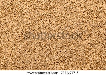 Hulled oats, dried and husked common oat grains, from above. Avena sativa, a cereal grain, suitable for human consumption as oatmeal or rolled oats, most used as livestock feed. Background food photo. Royalty-Free Stock Photo #2321271715