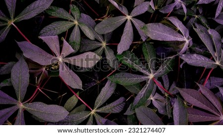 Purple foliage background in nature. dark purple . cassava leaf background. Focus on the leaves