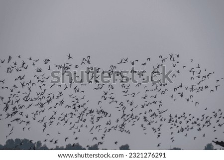 birds flying in to the sky
