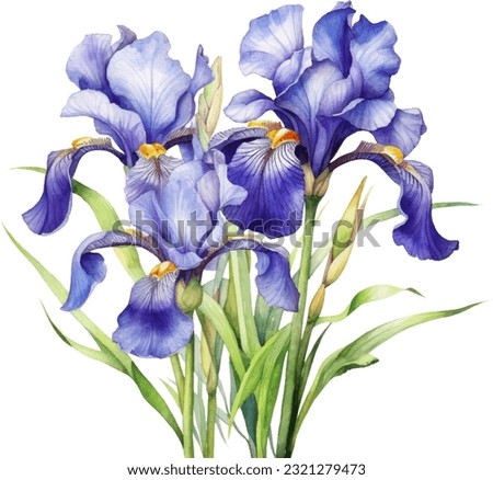 Blue Flag, IrisBlue Flag_Iris Watercolor illustration. Hand drawn underwater element design. Artistic vector marine design element. Illustration for greeting cards, printing and other design projects. Royalty-Free Stock Photo #2321279473