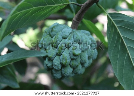 a beautiful picture of sitafal ( region name ) . and this fruit name is sugar apple 