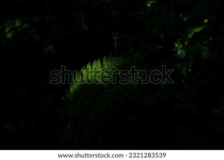 Green fern in the dark forest.