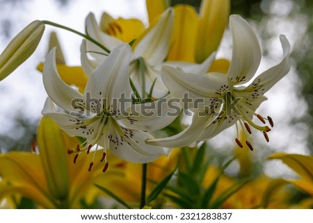 Blossom white lily on a green background on a summer sunny day macro photography. Garden lillies with white petals in summertime, close-up photo.