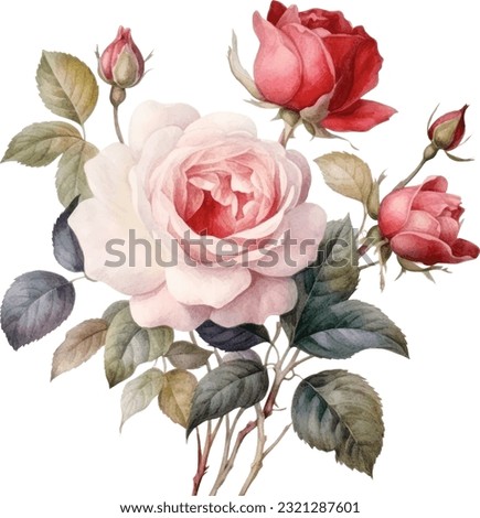 Antique Roses Watercolor illustration. Hand drawn underwater element design. Artistic vector marine design element. Illustration for greeting cards, printing and other design projects. Royalty-Free Stock Photo #2321287601