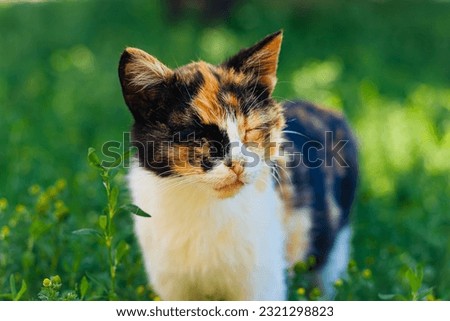
beautiful tricolor cat with yellow eyes lies on the grass.kitty lies in the park.funny playful cat.lazy pet.animal shelter.pet care.happy cat.pet on a walk.sad cat. homeless animal.pet food.
fluffy