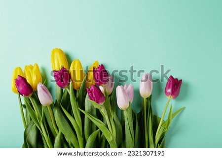 spring tulips on pastel mint background, flowers