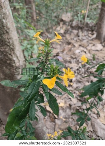 Flower hedgehog ( Barleria prionitis ) or called anikukuh in Papua is a shrub belonging to the Acanthaceae family . This plant has large golden yellow flowers that cluster in the upper leaf axils.