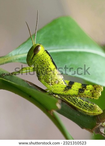 close up a the green grasshopper has no wings yet on the green leaves

 Royalty-Free Stock Photo #2321310523