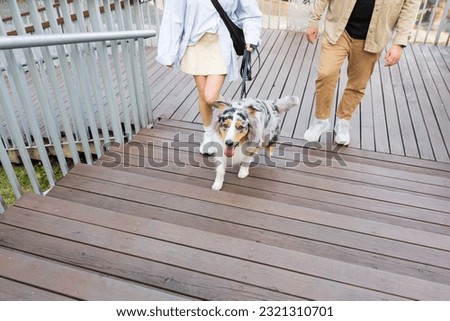Two people walking their aussie dog, walking up wooden steps in park. Active australian shepherd dog walking on a leash in urban park area Royalty-Free Stock Photo #2321310701