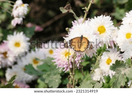 Closeup of butterfly on white flowers