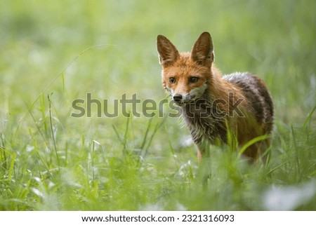 Red Fox (Vulpes vulpes) on meadow . Wildlife scenery.