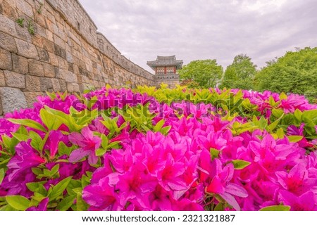 Summer and beautiful flowers
Hwaseong is a Joseon Dynasty stone and brick fort that surrounds the central Suwon city of Gyeonggi-do, South Korea.