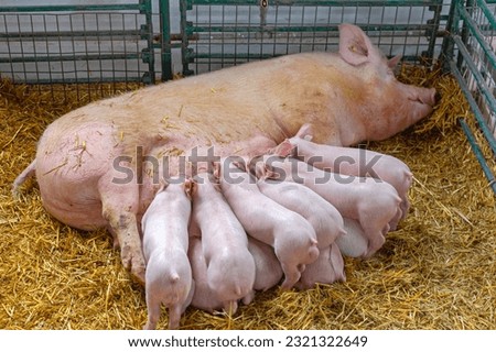 All Piglets Suckling Sow Milk at Animal Farm Royalty-Free Stock Photo #2321322649