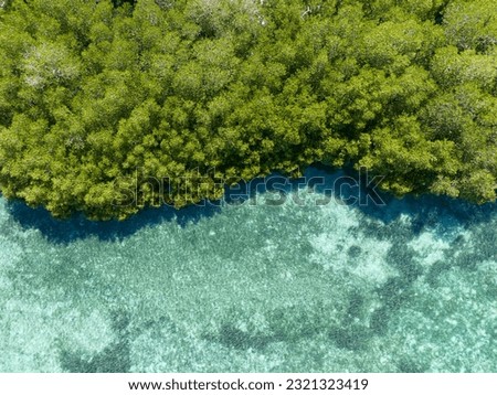 A mangrove forest grows on the edge of a small island in Komodo National Park, Indonesia. Mangroves serve as vital nursery areas for many species of reef fish and invertebrates. Royalty-Free Stock Photo #2321323419
