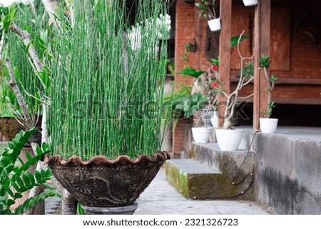 Evergreen decorative plant of horsetail equisetum plant in the ceramic pot Royalty-Free Stock Photo #2321326723