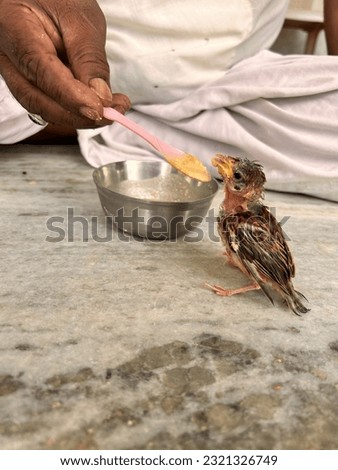 Baby bird eating food. Pic taken at 22 June 2023 at raniwara.