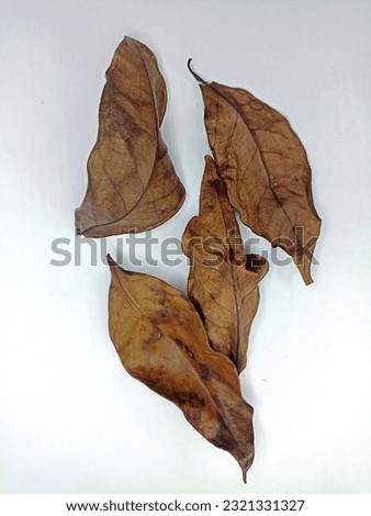 these are fall leaves. these leaves have experienced drought until they turn brown usually in the dry season