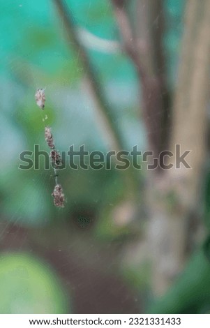 Macro photo of spider web with blurred background.