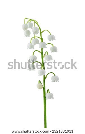 white forest lily of the valley with leaves , isolated on a white background