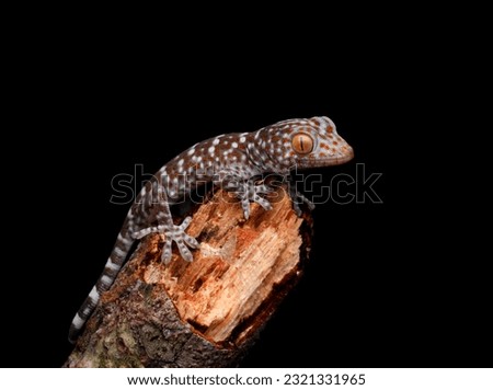 Tokey gecko(Gekko gecko).
the lizard is on the branch. lizard macro picture. Close up picture of a lizard. gecko lizard