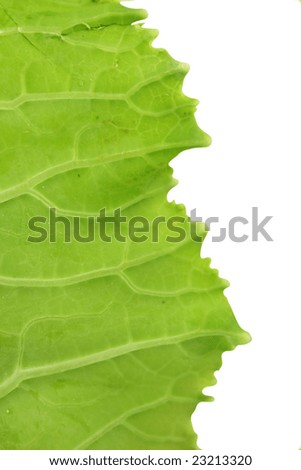 green leaf isolated over a white background.