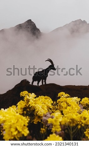 The silhouette of a mountain goat standing on top of the hill. In the foreground, flowers are visible