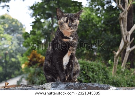 Stray cat with a cool and confident face pose.