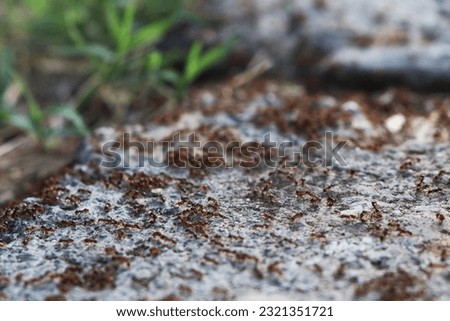 Ants on the ground, closeup of a group of ants