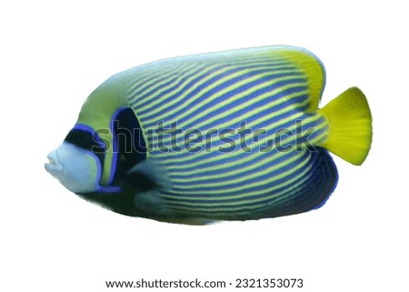 beautiful emperor angelfish, (Pomacanthus imperator), blue and yellow patterned side view 
