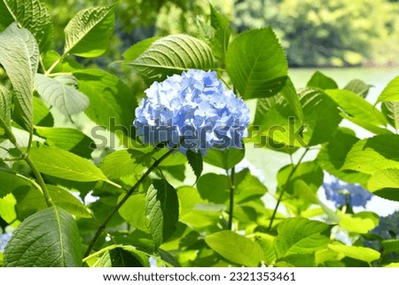 Pictures of Lake and Hydrangea
