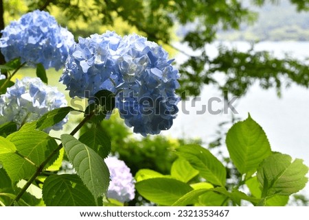Pictures of Lake and Hydrangea