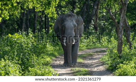 The Asian elephant (Elephas maximus), also known as the Asiatic elephant Royalty-Free Stock Photo #2321361279