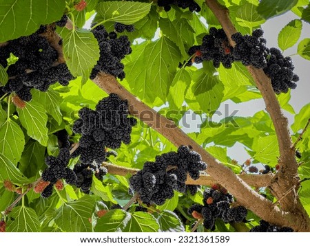 Summer gardening background. Many black mulberry fruits on tree branches. Black morus berries in garden. Mulberry tree with ripe morus fruit outdoor. Superberry Black Mulberry Tree.