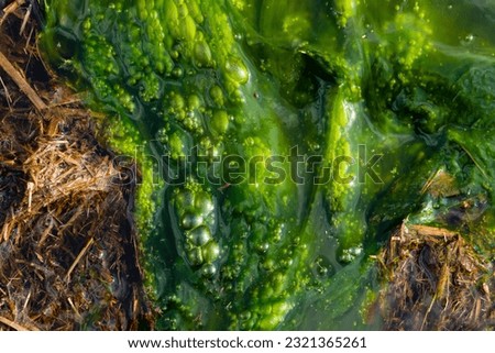 Water pollution by blooming blue-green algae - Cyanobacteria is world environmental problem. Water bodies, rivers and lakes with harmful algal blooms. Ecology concept of polluted nature Royalty-Free Stock Photo #2321365261