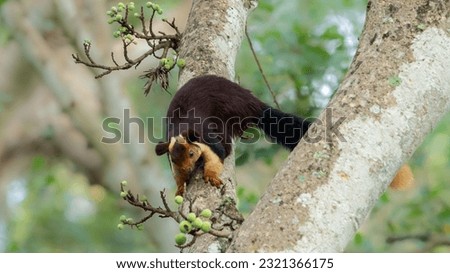 Indian giant squirrel or Malabar giant squirrel (Ratufa indica)