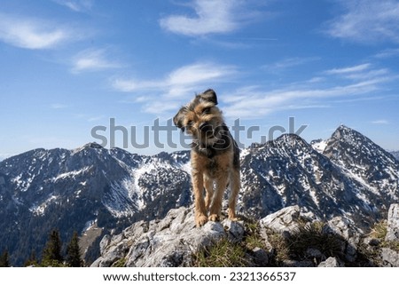 Bitch of the heights: A Border Terrier Conquers the Mountaintop