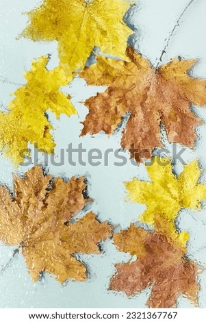 Autumn frame background, natural maple leaves covered  drops rain on blue fon, pastel pale yellow orange fall colors. Blurred wet leaves as abstract nature screensaver. Fall aesthetic minimal photo