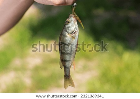 Close up picture of hand holding a perch fish with fishing bait with blurred green background. Front view. Fishing concept.