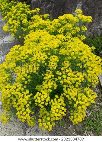 Yellow cypress spurge flowers for gardening and decoration ideas Royalty-Free Stock Photo #2321384789