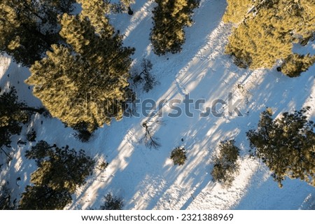 An aerial view looking down upon a snow-covered forest floor with sunlit trees.