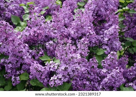 Purple flowers of the dwarf Korean lilac shrub Syringa meyeri blooming in spring, a good choice for a colourful hedge. Royalty-Free Stock Photo #2321389317