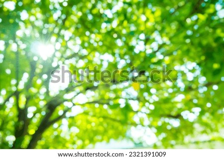 Blur image of Sun rays shines through forest trees,nature of green leaf in garden at summer,sunlight spring summer concept nature background. Royalty-Free Stock Photo #2321391009