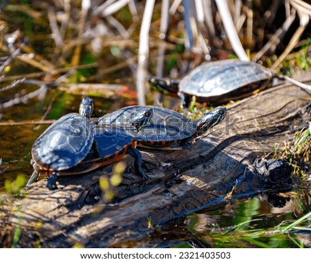 Painted turtle group resting in the pond on a log in their environment and habitat surrounding. Turtle Picture. Portrait.