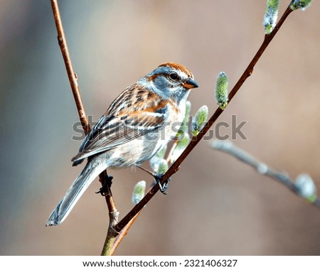 American Tree Sparrow close-up view perched on tree leaf bud branch with blur brown background in its environment and habitat surrounding. Sparrow Picture.